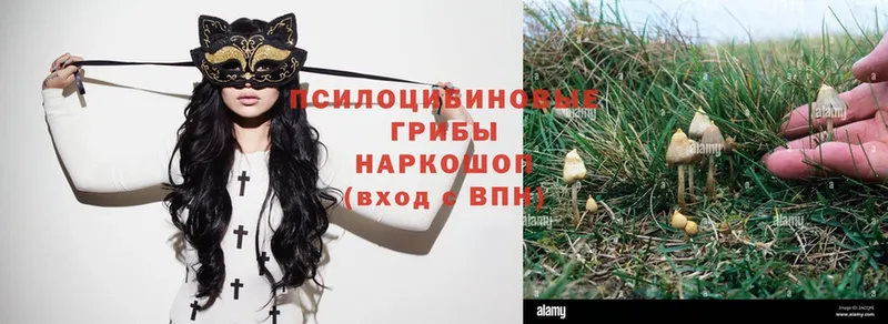 закладки  Поронайск  Псилоцибиновые грибы Magic Shrooms 